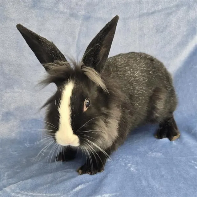 *Daphne