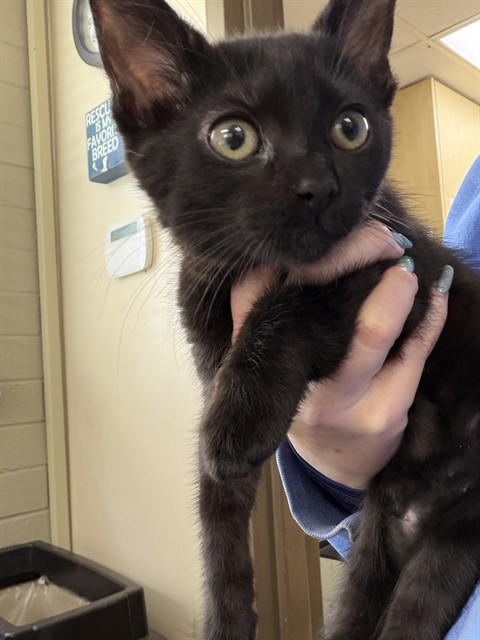 Adoptable Cat