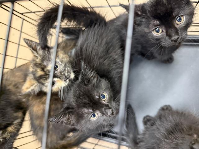Adoptable Cat