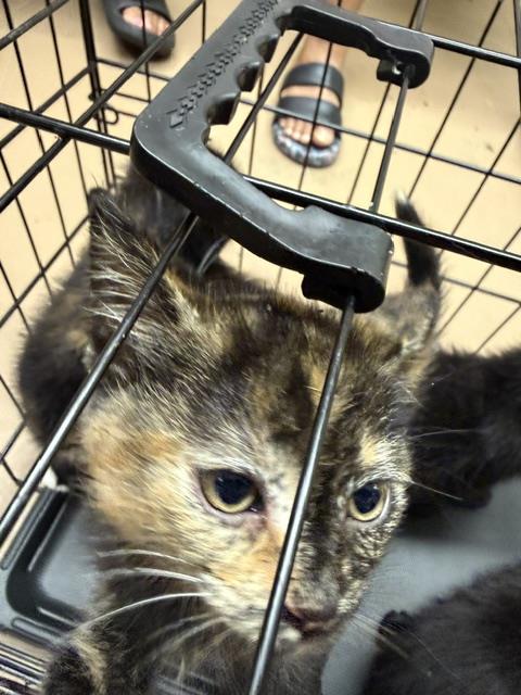Adoptable Cat