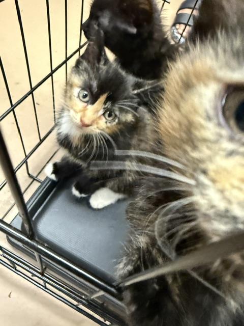 Adoptable Cat