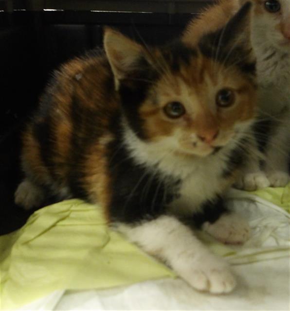 Adoptable Cat
