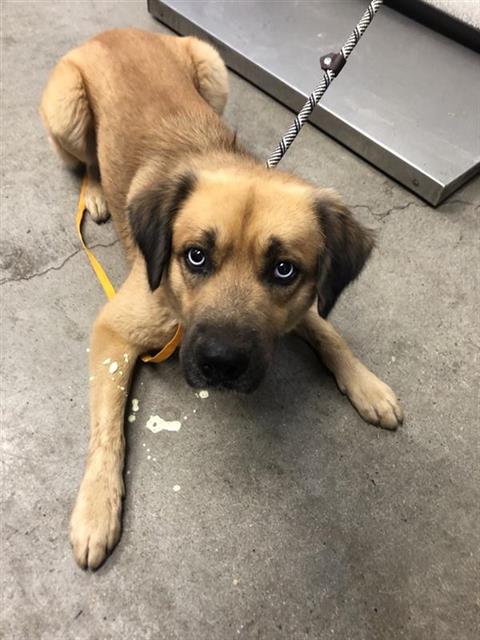 Adoptable Dog