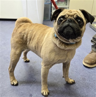 Adoptable Dog