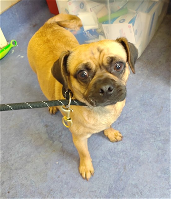 Adoptable Dog