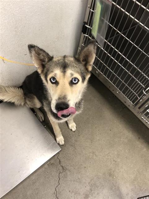 Adoptable Dog