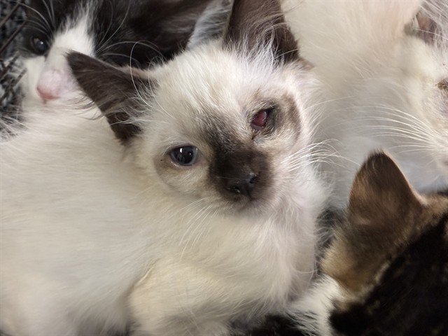 Odin