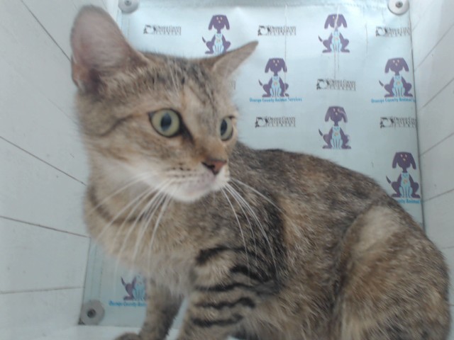 *Gigi
