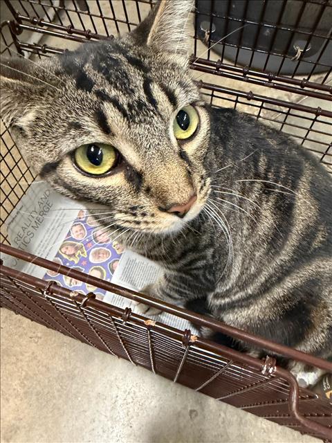Taz