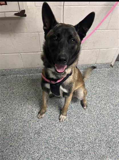 Adoptable Dog
