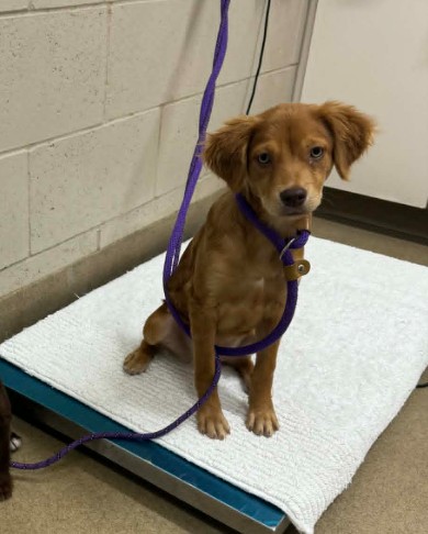 Adoptable Dog