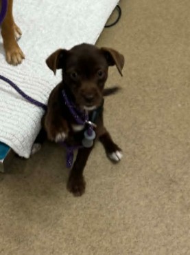Adoptable Dog