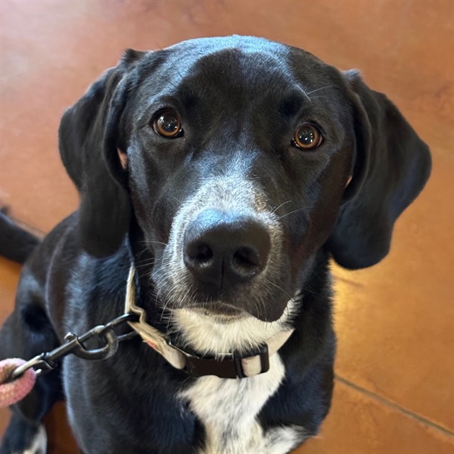 Adoptable Dog