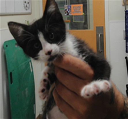 Tuxedo Tom