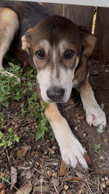 Adoptable Dog