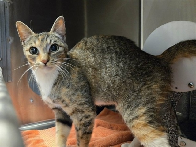 Adoptable Cat
