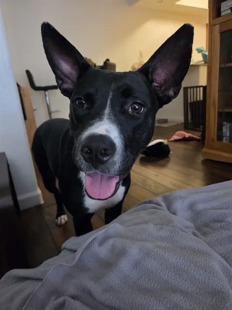 Pepper