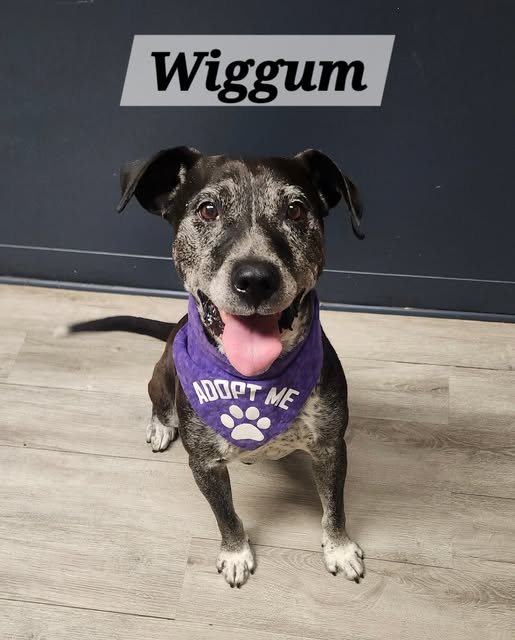 Wiggum
