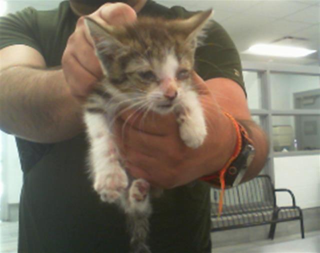 Adoptable Cat