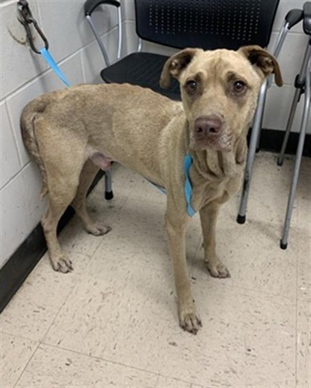 Adoptable Dog