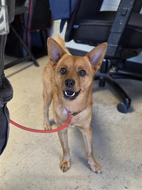 Adoptable Dog