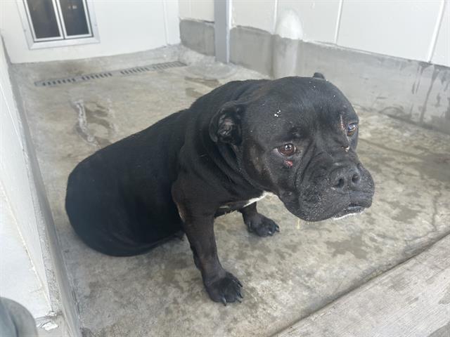 Adoptable Dog