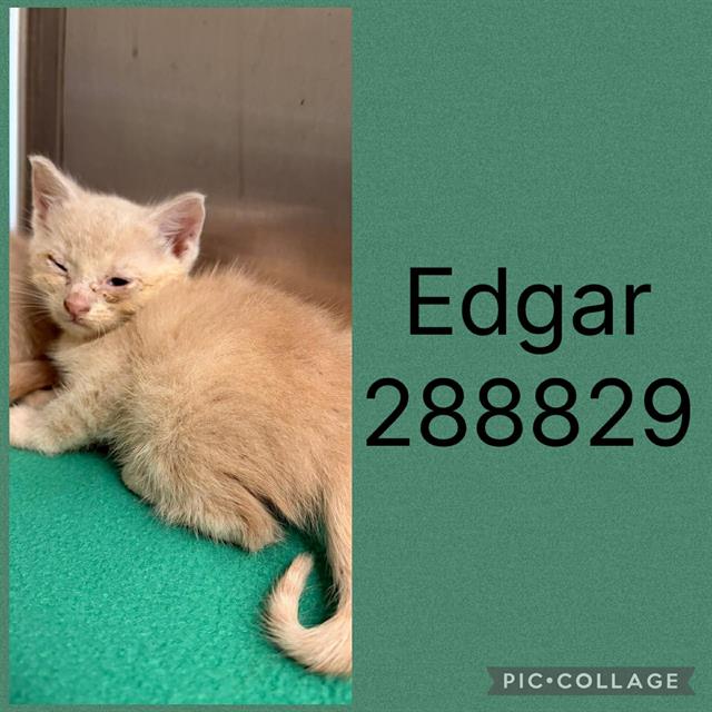 Edgar