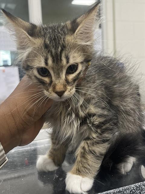 *Alexander