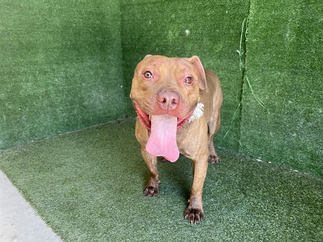 Adoptable Dog