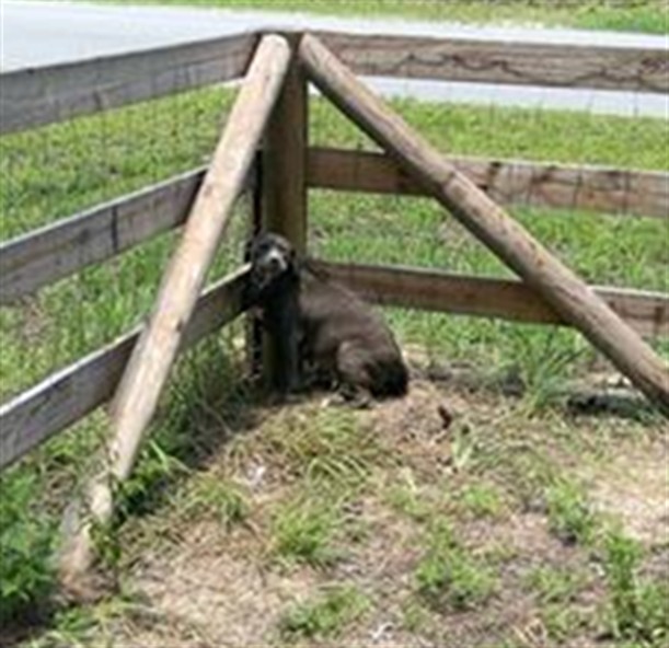 Adoptable Dog