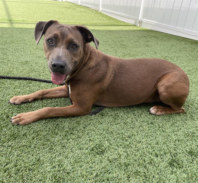 Adoptable Dog