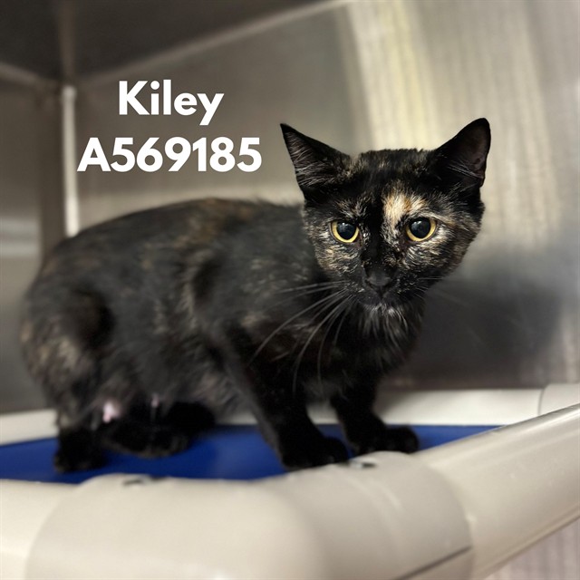 Kiley