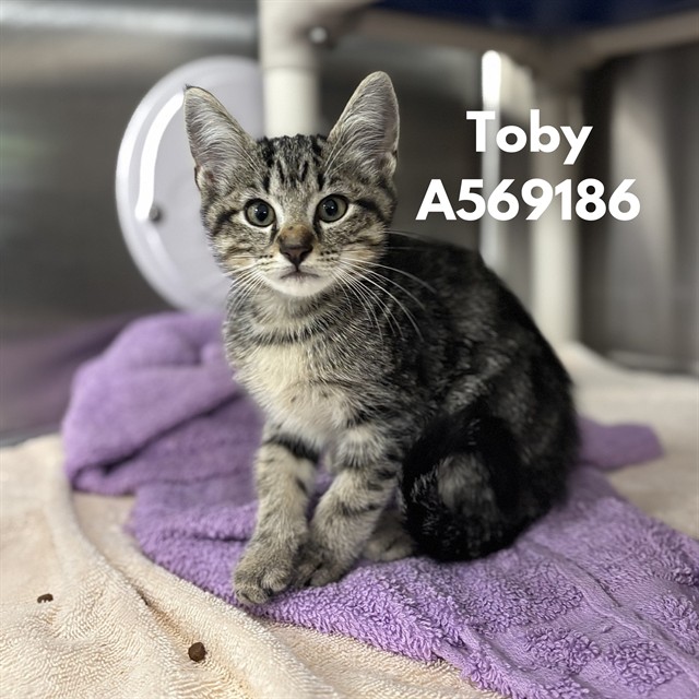 Toby