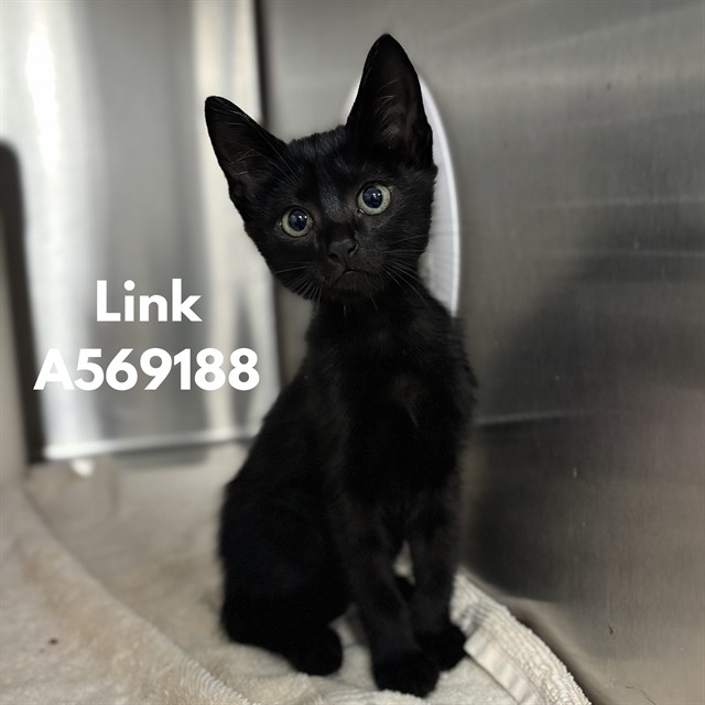 Link
