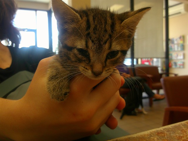 Adoptable Cat