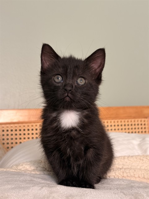 Pip