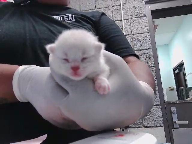 Adoptable Cat