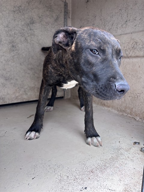 Adoptable Dog