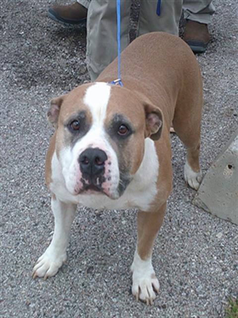 Adoptable Dog