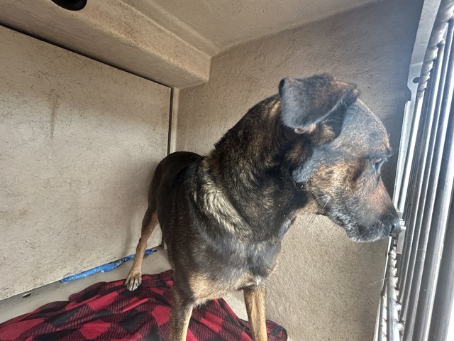 Adoptable Dog
