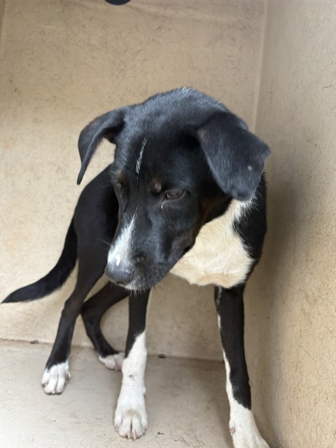 Adoptable Dog