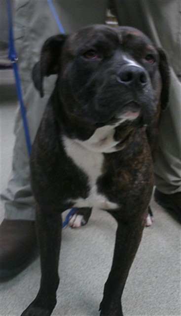 Adoptable Dog