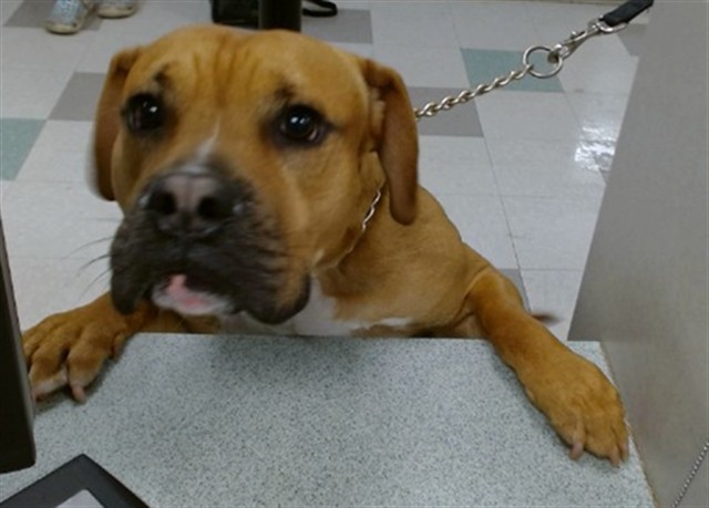 Adoptable Dog
