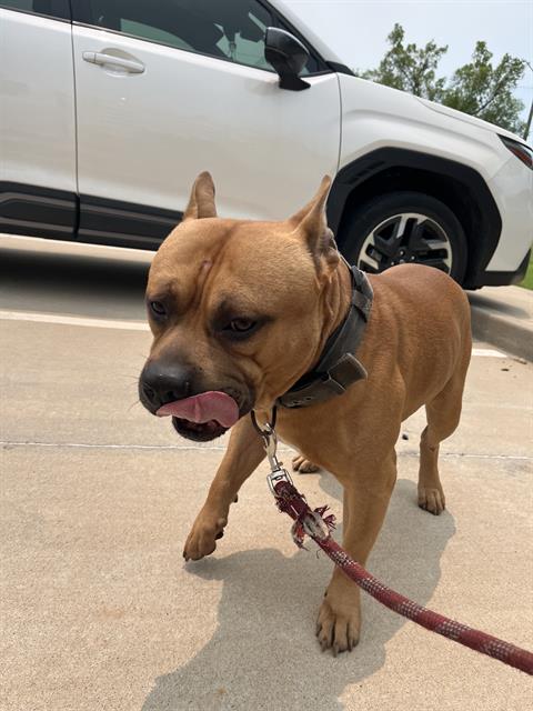 Adoptable Dog