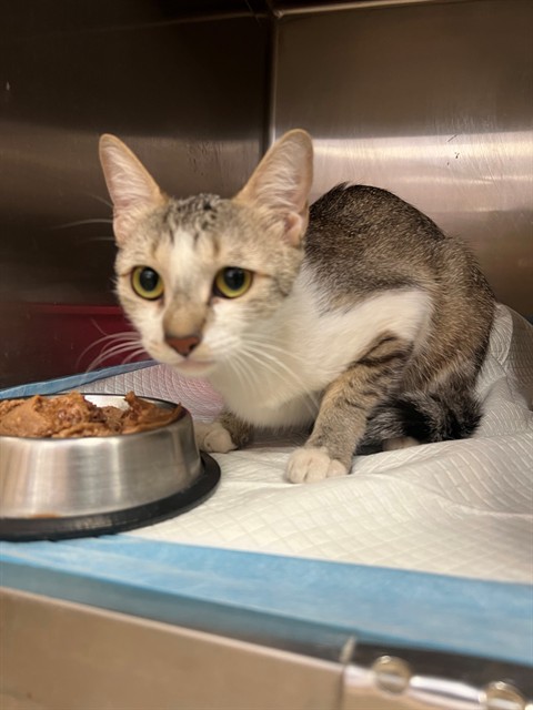 Adoptable Cat