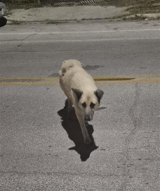 Nala