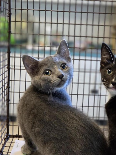 Adoptable Cat