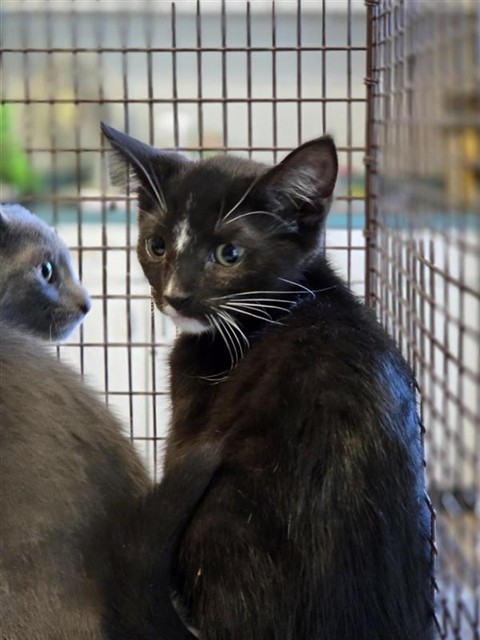 Adoptable Cat