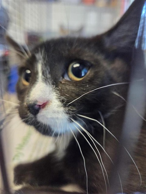 Adoptable Cat