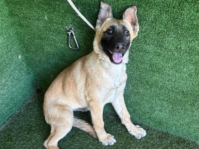 Adoptable Dog